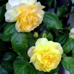 'Friesia'® Rosa X 'Friesia'® (Buketrose) A-Kvalitet,- Barrods Roser Min. 3 Grene -Tilbud Lys Haven Butik fi4290 rosa friesia 60d7