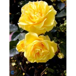 'Friesia'® Rosa X 'Friesia'® (Buketrose) A-Kvalitet,- Barrods Roser Min. 3 Grene -Tilbud Lys Haven Butik fi4290 rosa friesia ea4d