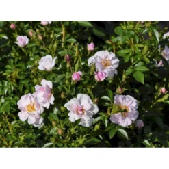 'Gentle Cover'® Rosa X 'Gentle Cover'® (Bunddækkerose) A-Kvalitet,- Barrods Roser Min. 3 Grene -Tilbud Lys Haven Butik fi4310 rosa gentle cover poullen n 4d31