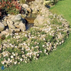 'Gentle Cover'® Rosa X 'Gentle Cover'® (Bunddækkerose) A-Kvalitet,- Barrods Roser Min. 3 Grene -Tilbud Lys Haven Butik fi4310 rosa gentle cover poullen n bd85