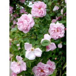 'Gerbe Rose' Rosa Wichuraiana 'Gerbe Rose' (Slyngrose) A-Kvalitet,- Barrods Roser Min. 3 Grene -Tilbud Lys Haven Butik fi4314 rosa gerbe rose 5788
