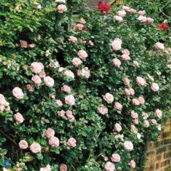 'Gerbe Rose' Rosa Wichuraiana 'Gerbe Rose' (Slyngrose) A-Kvalitet,- Barrods Roser Min. 3 Grene -Tilbud Lys Haven Butik fi4314 rosa gerbe rose e9ee