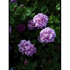'Geschwinds Nordlandsrose' Rosa X 'Geschwinds Nordlandsrose' (Buskrose) A-Kvalitet,- Barrods Roser Min. 3 Grene -Tilbud Lys Haven Butik fi4317 rosa geschwinds nordlandsrose 6ae2