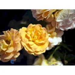 'Goldelse'® Rosa X 'Goldelse'® (Buketrose) A-Kvalitet,- Barrods Roser Min. 3 Grene -Tilbud Lys Haven Butik fi4336 rosa goldelse 890a