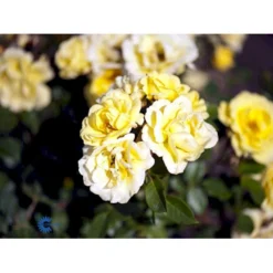 'Golden Eye Cover'® Rosa X 'Golden Eye Cover'® (Bunddækkerose) A-Kvalitet,- Barrods Roser Min. 3 Grene -Tilbud Lys Haven Butik fi4341 rosa golden eye cover poul n 3e66