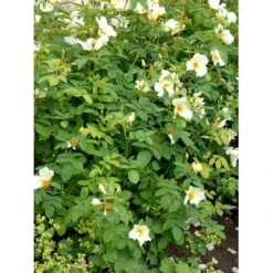 'Golden Wings' Rosa X 'Golden Wings' (Buskrose) A-Kvalitet,- Barrods Roser Min. 3 Grene -Tilbud Lys Haven Butik fi4346 rosa golden wings a596