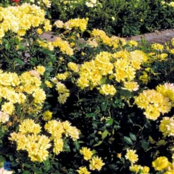 'Goldmarie 82'® Rosa X 'Goldmarie 82'® (Buketrose) A-Kvalitet,- Barrods Roser Min. 3 Grene -Tilbud Lys Haven Butik fi4349 rosa goldmarie 82 565f