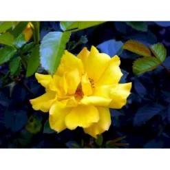 'Goldmarie 82'® Rosa X 'Goldmarie 82'® (Buketrose) A-Kvalitet,- Barrods Roser Min. 3 Grene -Tilbud Lys Haven Butik fi4349 rosa goldmarie 82 89c4