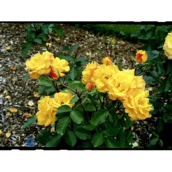 'Goldmarie 82'® Rosa X 'Goldmarie 82'® (Buketrose) A-Kvalitet,- Barrods Roser Min. 3 Grene -Tilbud Lys Haven Butik fi4349 rosa goldmarie 82 b7bc