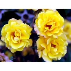'Goldmarie 82'® Rosa X 'Goldmarie 82'® (Buketrose) A-Kvalitet,- Barrods Roser Min. 3 Grene -Tilbud Lys Haven Butik fi4349 rosa goldmarie 82 f359