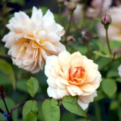 'Grace'™ Rosa X 'Grace'™ (Engelsk Rose) A-Kvalitet,- Barrods Roser Min. 3 Grene -Tilbud Lys Haven Butik fi4355 rosa grace auskeppy a946