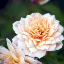 'Grace'™ Rosa X 'Grace'™ (Engelsk Rose) A-Kvalitet,- Barrods Roser Min. 3 Grene -Tilbud Lys Haven Butik fi4355 rosa grace auskeppy b8ea