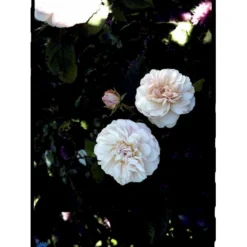 'Gruss An Aachen' Rosa X 'Gruss An Aachen' (Storblomstrende) A-Kvalitet,- Barrods Roser Min. 3 Grene -Tilbud Lys Haven Butik fi4372 rosa gruss an aachen 9b74