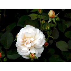 'Gruss An Aachen' Rosa X 'Gruss An Aachen' (Storblomstrende) A-Kvalitet,- Barrods Roser Min. 3 Grene -Tilbud Lys Haven Butik fi4372 rosa gruss an aachen a539