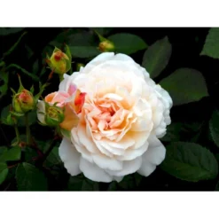 'Gruss An Aachen' Rosa X 'Gruss An Aachen' (Storblomstrende) A-Kvalitet,- Barrods Roser Min. 3 Grene -Tilbud Lys Haven Butik fi4372 rosa gruss an aachen c2f3