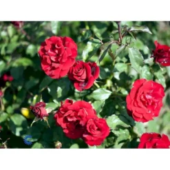 'H.C. Andersen'™ Rosa X 'H.C. Andersen'™ (Buketrose) A-Kvalitet,- Barrods Roser Min. 3 Grene -Tilbud Lys Haven Butik fi4379 rosa h c andersen poulander 1b22