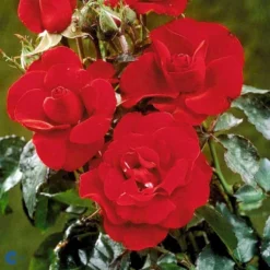 'H.C. Andersen'™ Rosa X 'H.C. Andersen'™ (Buketrose) A-Kvalitet,- Barrods Roser Min. 3 Grene -Tilbud Lys Haven Butik fi4379 rosa h c andersen poulander 8f98