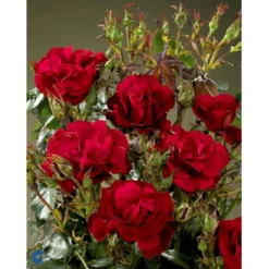 'H.C. Andersen'™ Rosa X 'H.C. Andersen'™ (Buketrose) A-Kvalitet,- Barrods Roser Min. 3 Grene -Tilbud Lys Haven Butik fi4379 rosa h c andersen poulander 92c5