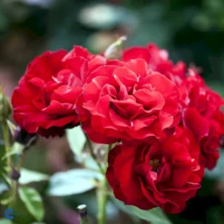 'H.C. Andersen'™ Rosa X 'H.C. Andersen'™ (Buketrose) A-Kvalitet,- Barrods Roser Min. 3 Grene -Tilbud Lys Haven Butik fi4379 rosa h c andersen poulander a6df