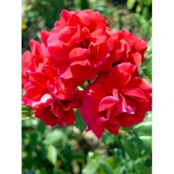 'Hanne' Rosa X 'Hanne' (Storblomstrende) A-Kvalitet,- Barrods Roser Min. 3 Grene -Tilbud Lys Haven Butik fi4386 rosa hanne 1268