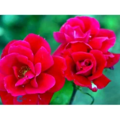 'Hanne' Rosa X 'Hanne' (Storblomstrende) A-Kvalitet,- Barrods Roser Min. 3 Grene -Tilbud Lys Haven Butik fi4386 rosa hanne 2f0b