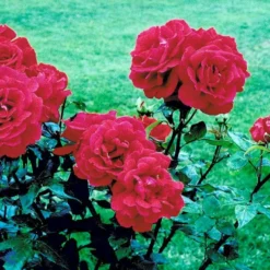 'Hanne' Rosa X 'Hanne' (Storblomstrende) A-Kvalitet,- Barrods Roser Min. 3 Grene -Tilbud Lys Haven Butik fi4386 rosa hanne dab6