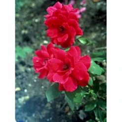 'Hanne' Rosa X 'Hanne' (Storblomstrende) A-Kvalitet,- Barrods Roser Min. 3 Grene -Tilbud Lys Haven Butik fi4386 rosa hanne f6e5