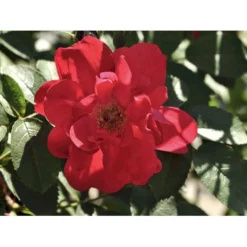 Rynket Rose 'Hansaland'® Rosa Rugosa 'Hansaland'® A-Kvalitet,- Barrods Roser Min. 3 Grene -Tilbud Lys Haven Butik fi4389 rosa hansaland 4802