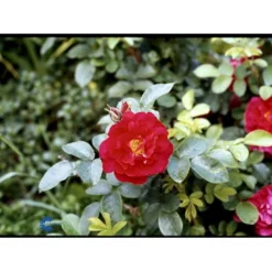 Rynket Rose 'Hansaland'® Rosa Rugosa 'Hansaland'® A-Kvalitet,- Barrods Roser Min. 3 Grene -Tilbud Lys Haven Butik fi4389 rosa hansaland 6d3b