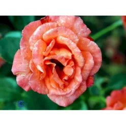 'Alexander' Rosa X 'Alexander' (storblomstrende) A-Kvalitet,- Barrods Roser Min. 3 Grene -Tilbud Lys Haven Butik fi4395 rosa harlex 3d2c