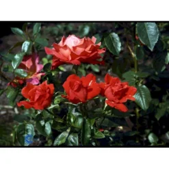 'Alexander' Rosa X 'Alexander' (storblomstrende) A-Kvalitet,- Barrods Roser Min. 3 Grene -Tilbud Lys Haven Butik fi4395 rosa harlex 5479