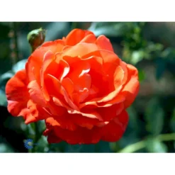 'Alexander' Rosa X 'Alexander' (storblomstrende) A-Kvalitet,- Barrods Roser Min. 3 Grene -Tilbud Lys Haven Butik fi4395 rosa harlex b494