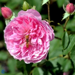 'Harlow Carr' Rosa X 'Harlow Carr' (Engelsk Rose) A-Kvalitet,- Barrods Roser Min. 3 Grene -Tilbud Lys Haven Butik fi4396 rosa harlow carr aushouse 022c