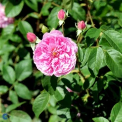 'Harlow Carr' Rosa X 'Harlow Carr' (Engelsk Rose) A-Kvalitet,- Barrods Roser Min. 3 Grene -Tilbud Lys Haven Butik fi4396 rosa harlow carr aushouse 3119