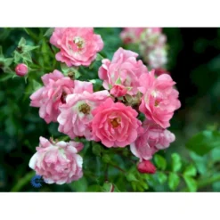 'Heidetraum' Rosa X 'Heidetraum' (Bunddækkerose) A-Kvalitet,- Barrods Roser Min. 3 Grene -Tilbud Lys Haven Butik fi4415 rosa heidetraum 3edb