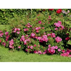 'Heidetraum' Rosa X 'Heidetraum' (Bunddækkerose) A-Kvalitet,- Barrods Roser Min. 3 Grene -Tilbud Lys Haven Butik fi4415 rosa heidetraum 73a3