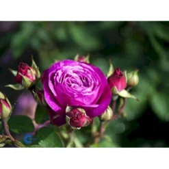 'Heidi Klum® Rose' Rosa X 'Heidi Klum® Rose' (Storblomstrende) A-Kvalitet,- Barrods Roser Min. 3 Grene -Tilbud Lys Haven Butik fi4416 rosa heidi klum 8e6e