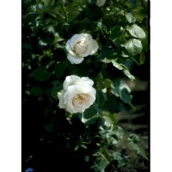 'Helena™ Renaissance'® Rosa X 'Helena™ Renaissance'® (Renaissancerose) A-Kvalitet,- Barrods Roser Min. 3 Grene -Tilbud Lys Haven Butik fi4419 rosa helena poulna n c4e6