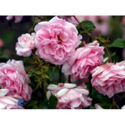 'Home And Garden'® Rosa X 'Home And Garden'® (Buketrose) A-Kvalitet,- Barrods Roser Min. 3 Grene -Tilbud Lys Haven Butik fi4431 rosa home garden d201