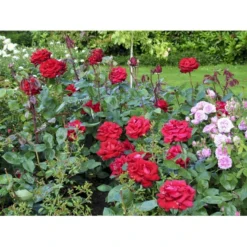 'Ingrid Bergman'® Rosa X 'Ingrid Bergman'® (Storblomstrende) A-Kvalitet,- Barrods Roser Min. 3 Grene -Tilbud Lys Haven Butik fi4449 rosa ingrid bergman poulman n 60e3