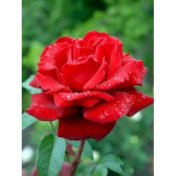 'Ingrid Bergman'® Rosa X 'Ingrid Bergman'® (Storblomstrende) A-Kvalitet,- Barrods Roser Min. 3 Grene -Tilbud Lys Haven Butik fi4449 rosa ingrid bergman poulman n 7c2f