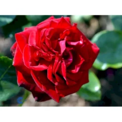 'Ingrid Bergman'® Rosa X 'Ingrid Bergman'® (Storblomstrende) A-Kvalitet,- Barrods Roser Min. 3 Grene -Tilbud Lys Haven Butik fi4449 rosa ingrid bergman poulman n 9c2d