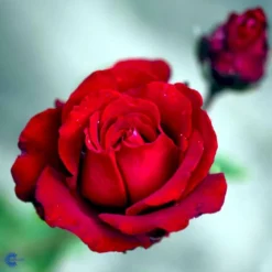 'Ingrid Bergman'® Rosa X 'Ingrid Bergman'® (Storblomstrende) A-Kvalitet,- Barrods Roser Min. 3 Grene -Tilbud Lys Haven Butik fi4449 rosa ingrid bergman poulman n ed62