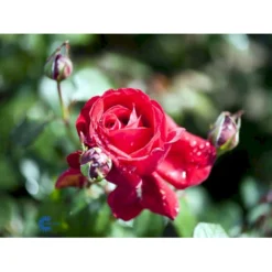 'Isabella Rossellini'™ Rosa X 'Isabella Rossellini'™ (Storblomstrende) A-Kvalitet,- Barrods Roser Min. 3 Grene -Tilbud Lys Haven Butik fi4464 rosa isabella rossillini poulht006 n 9557