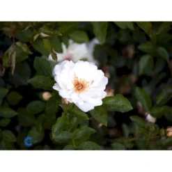 'Jacqueline Du Pré' Rosa X 'Jacqueline Du Pré' (Buskrose) A-Kvalitet,- Barrods Roser Min. 3 Grene -Tilbud Lys Haven Butik fi4471 rosa jacqueline du pre e790