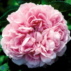 'Jacques Cartier' Rosa Portlandica 'Jacques Cartier' (Portlandrose) A-Kvalitet,- Barrods Roser Min. 3 Grene -Tilbud Lys Haven Butik fi4472 rosa jacques cartier 1904