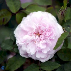 'Jacques Cartier' Rosa Portlandica 'Jacques Cartier' (Portlandrose) A-Kvalitet,- Barrods Roser Min. 3 Grene -Tilbud Lys Haven Butik fi4472 rosa jacques cartier 79c8