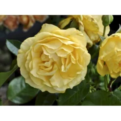 'Julia Child' Rosa X 'Julia Child' (Buketrose) A-Kvalitet,- Barrods Roser Min. 3 Grene -Tilbud Lys Haven Butik fi4499 rosa julia child r wekvossutono 199d