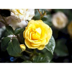 'Julia Child' Rosa X 'Julia Child' (Buketrose) A-Kvalitet,- Barrods Roser Min. 3 Grene -Tilbud Lys Haven Butik fi4499 rosa julia child r wekvossutono f07e