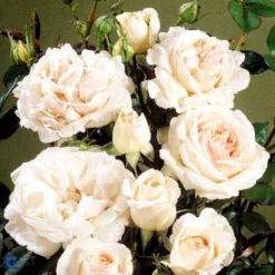 'Julia™ Renaissance'® Rosa X 'Julia™ Renaissance'® (Renaissancerose) A-Kvalitet,- Barrods Roser Min. 3 Grene -Tilbud Lys Haven Butik fi4500 rosa julia poulheart n f6e1